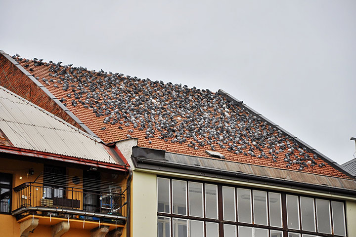 A2B Pest Control are able to install spikes to deter birds from roofs in Abbey Wood. 