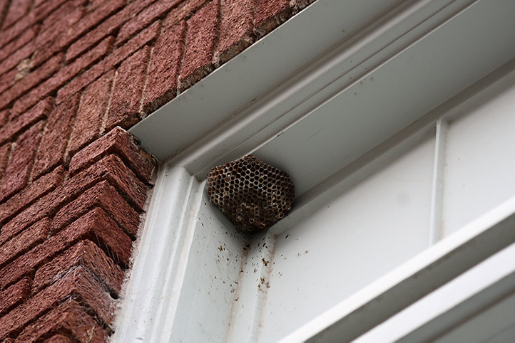 We provide a wasp nest removal service for domestic and commercial properties in Abbey Wood.